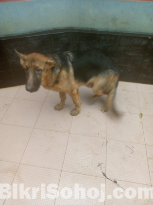 German Shepherd